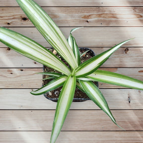 Chlorophytum comosum 'Spider Plant'