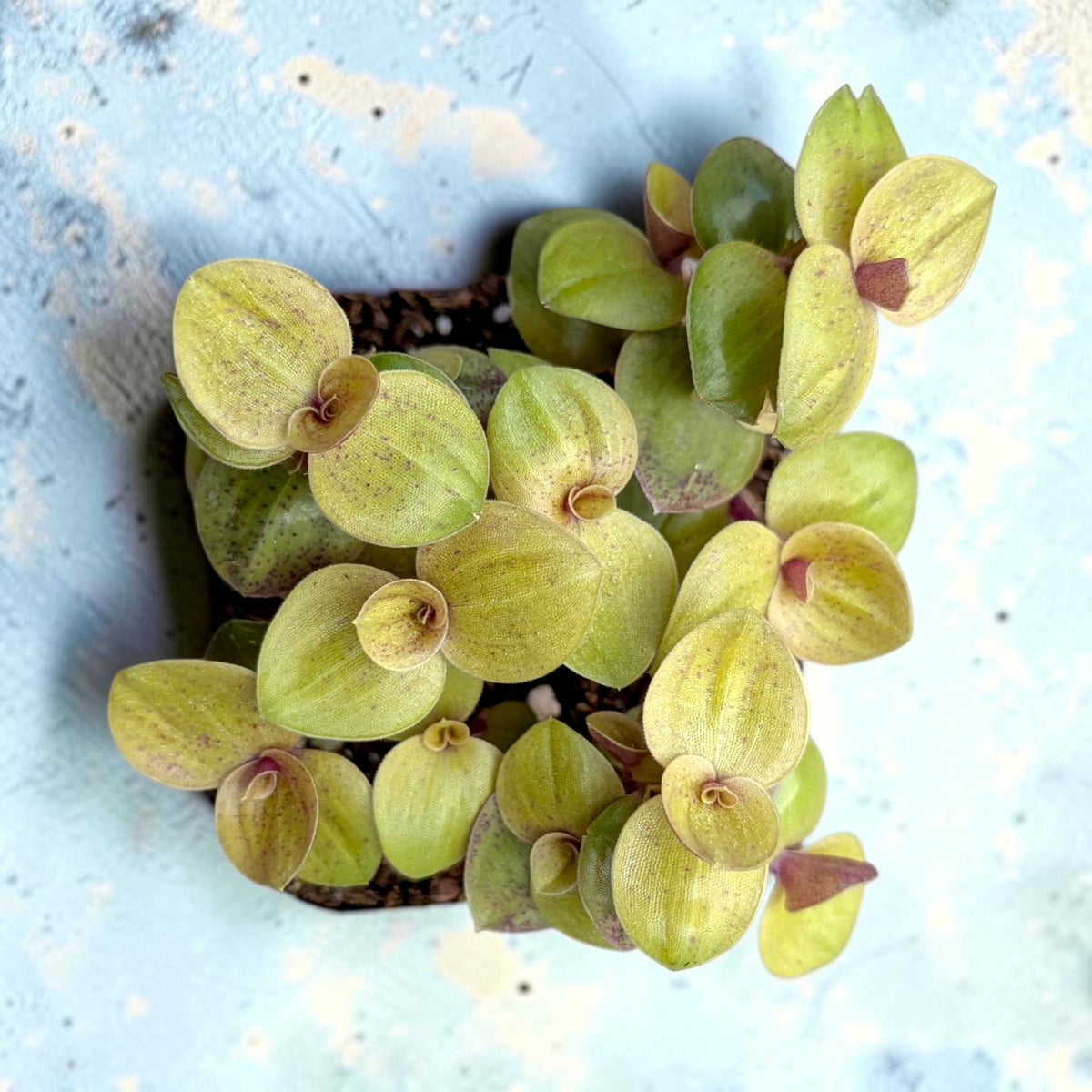 Callisia repens "Golden" Miniature Wandering Dude