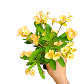 Crown of Thorns - Euphorbia milii