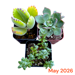 Collection of potted succulents with a 'May 2026' label on a white background