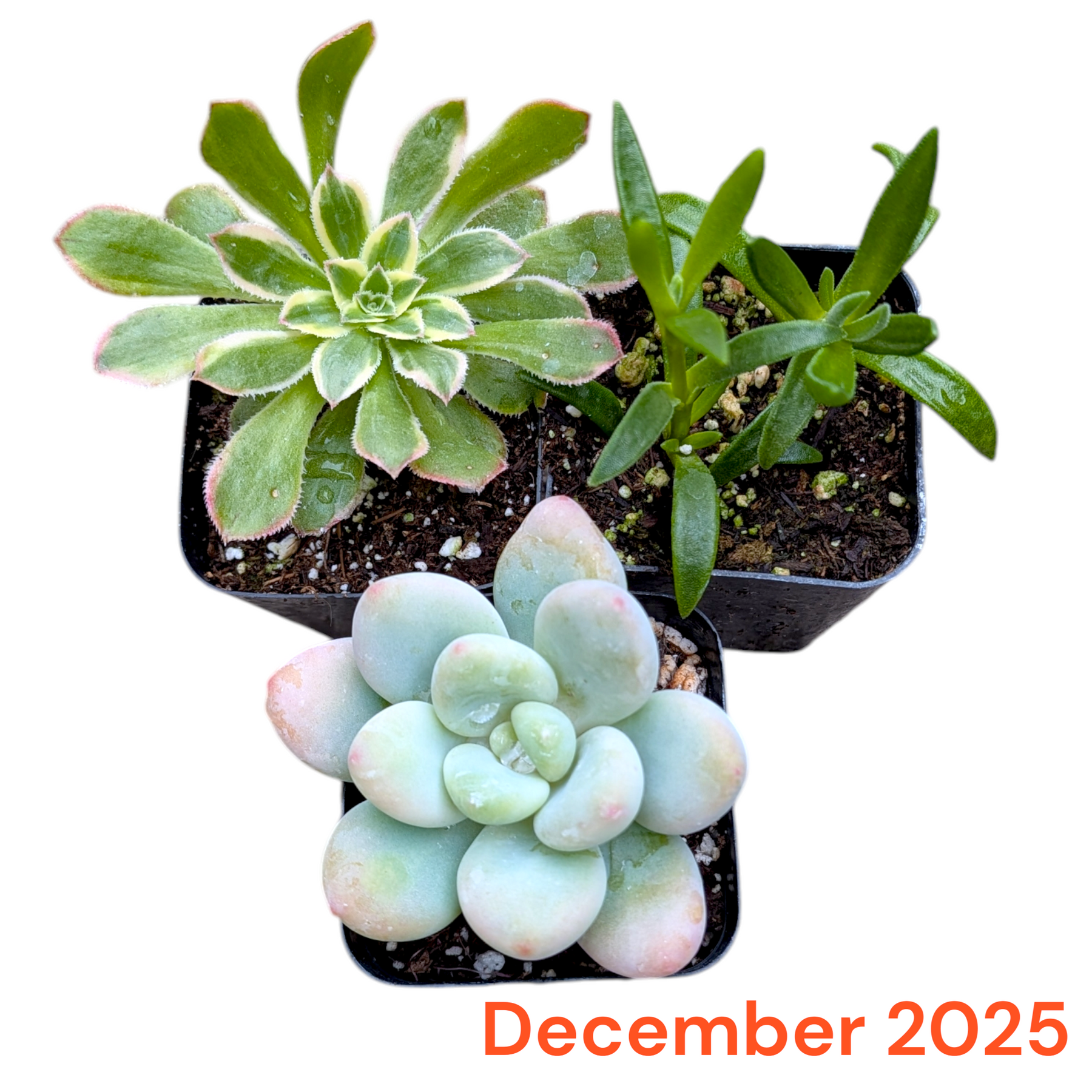 Monthly Subscription Box