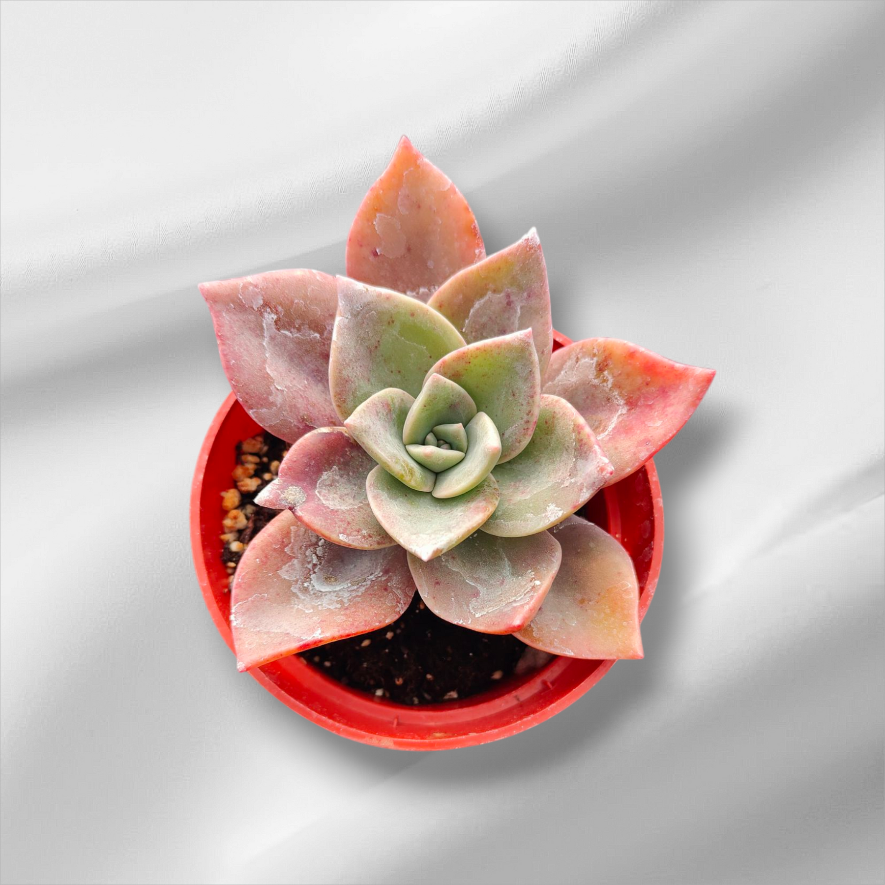 abane succulent Graptoveria Albert Baynes