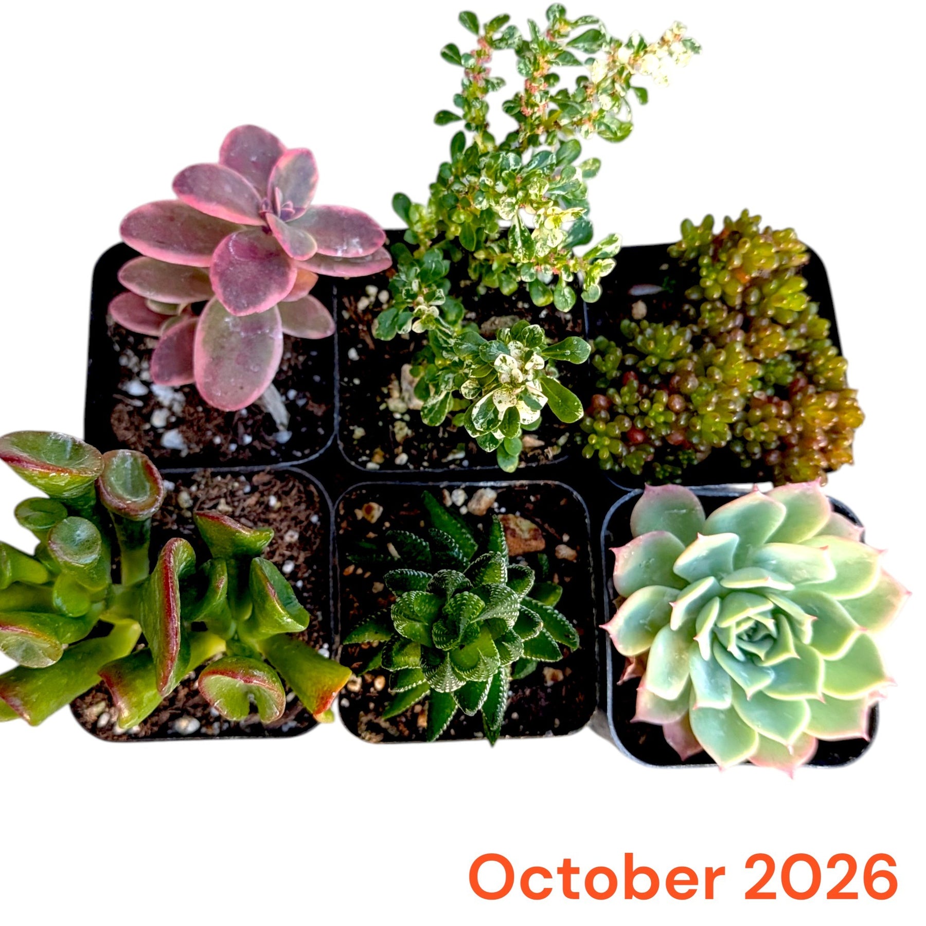 October 2026 Monthly Subscription Box selection showing six assorted succulents in black nursery pots.