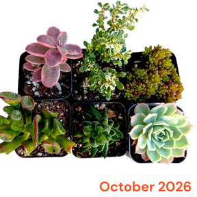 October 2026 Monthly Subscription Box selection showing six assorted succulents in black nursery pots.