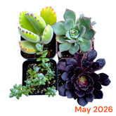 Collection of succulents in small pots with 'May 2026' text on a white background