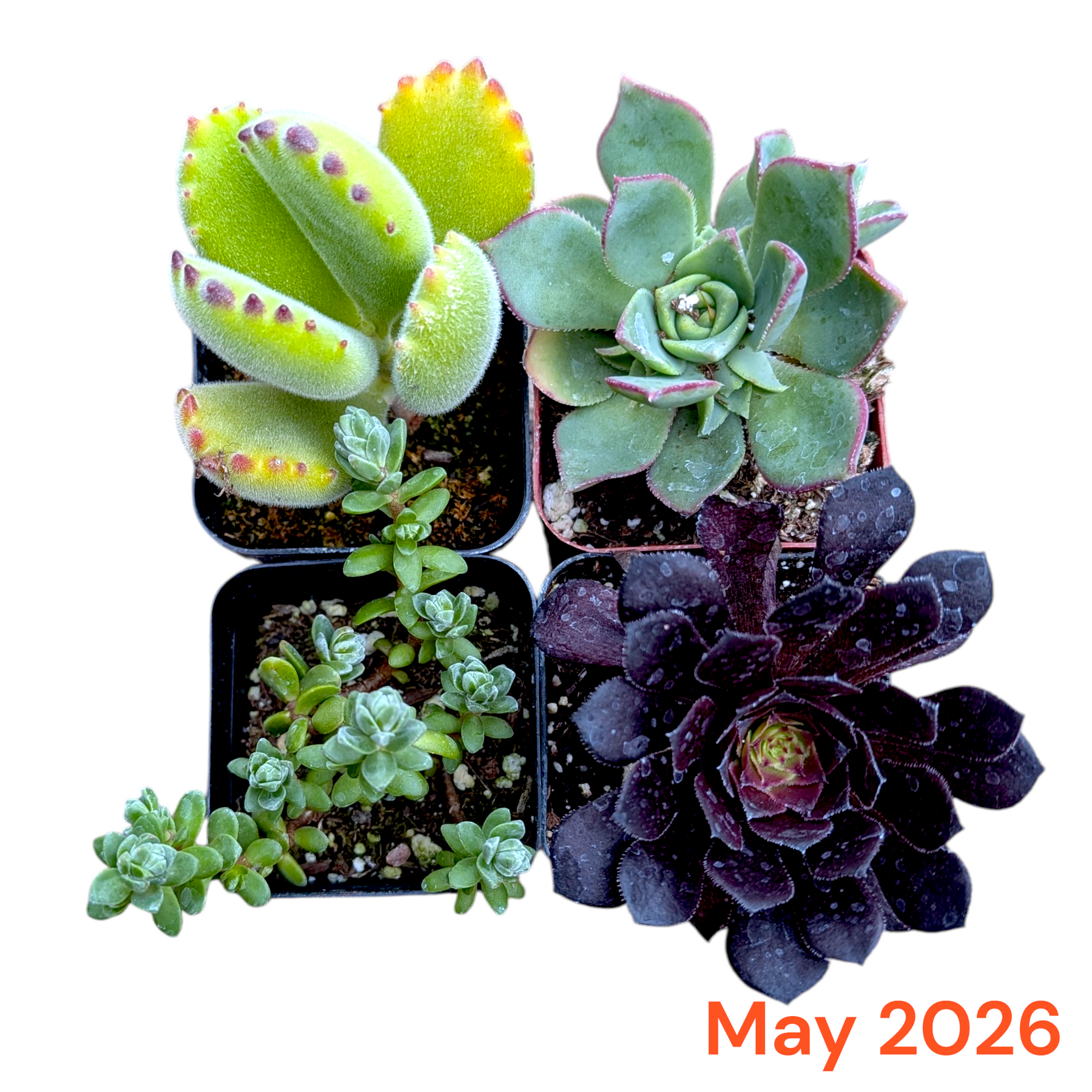 Collection of succulents in small pots with 'May 2026' text on a white background