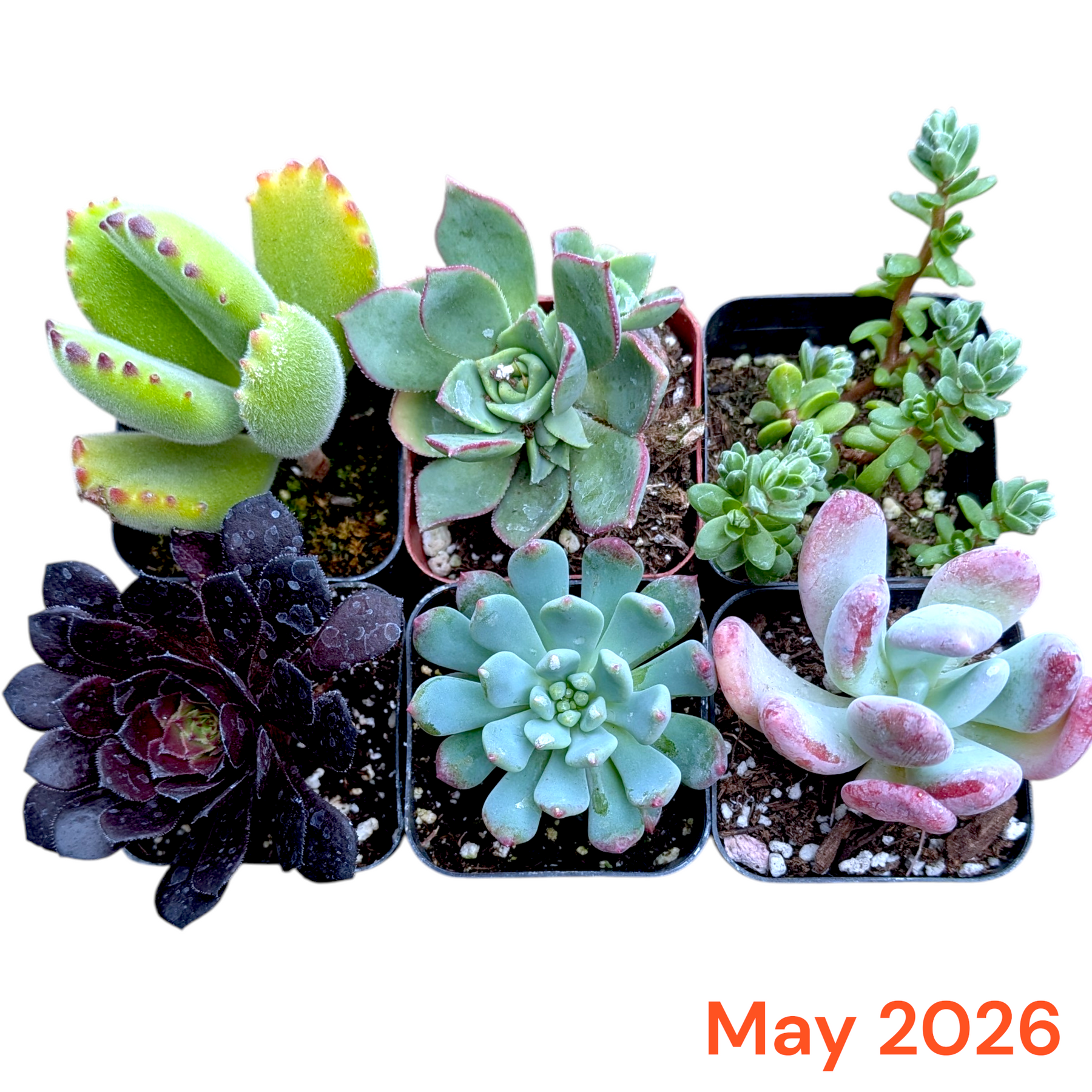 succulents depot free shipping Subscription Box Plants List
