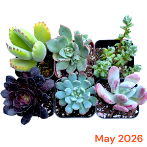 Collection of 6 succulents in small pots with a 'May 2026' label.