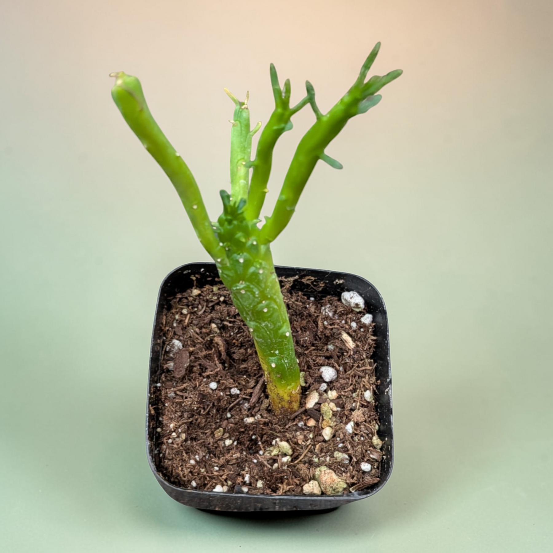 medusa hair succulent Euphorbia flanaganii 'Medusa's Head'