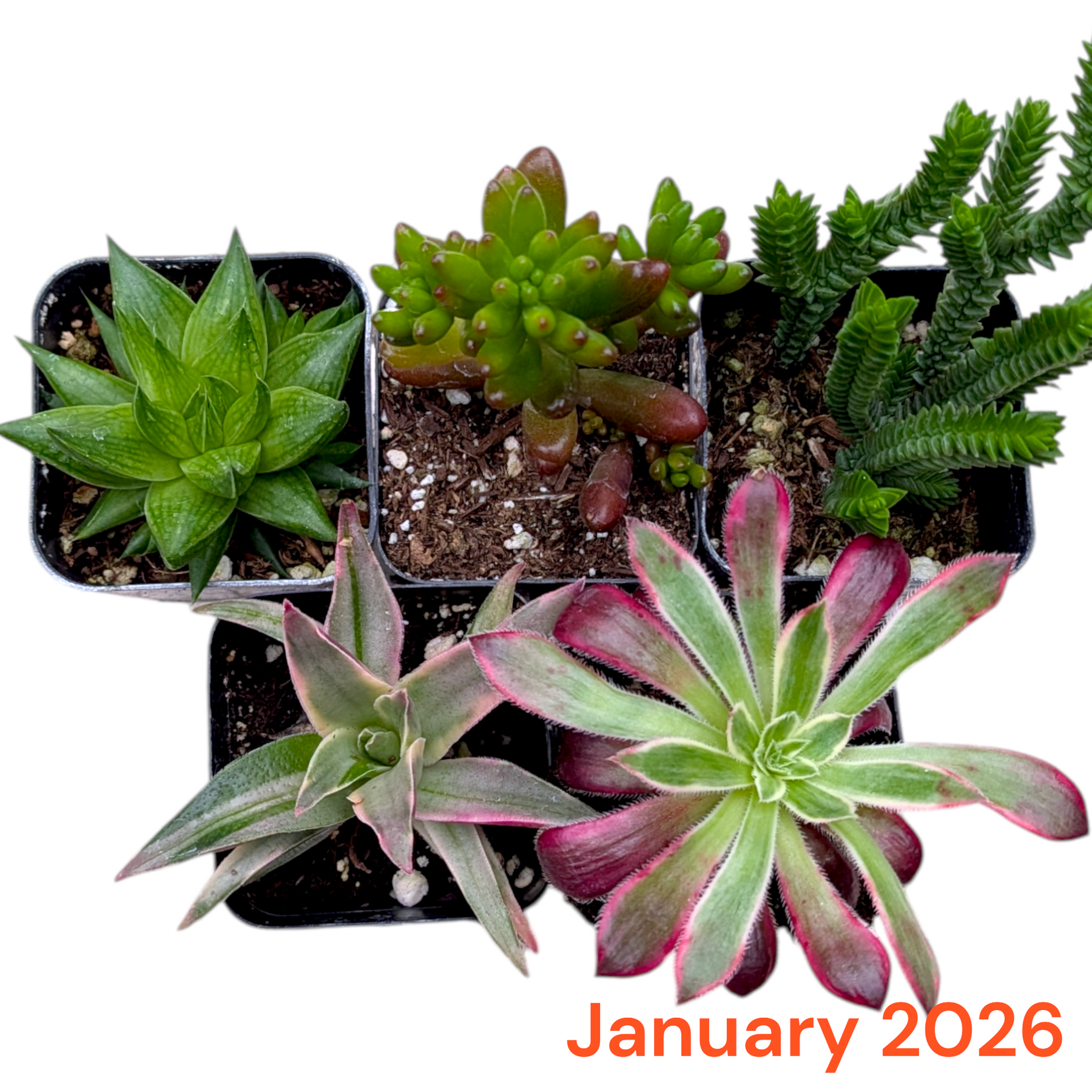 succulent depot free shipping Monthly Subscription Box