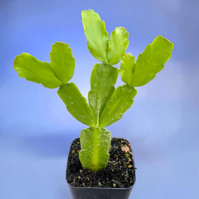 Schlumbergera x buckleyi Christmas Cactus