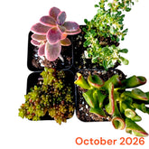 October 2026 Monthly Subscription Box selection showing four assorted succulents in black nursery pots.