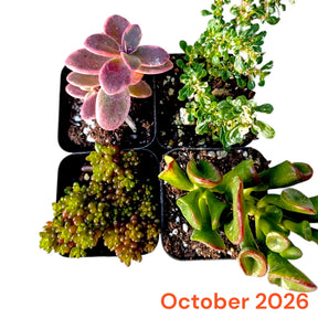 October 2026 Monthly Subscription Box selection showing four assorted succulents in black nursery pots.
