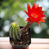 Chamaelobivia 'Rose Quartz' Peanut Cactus - Succulents Depot