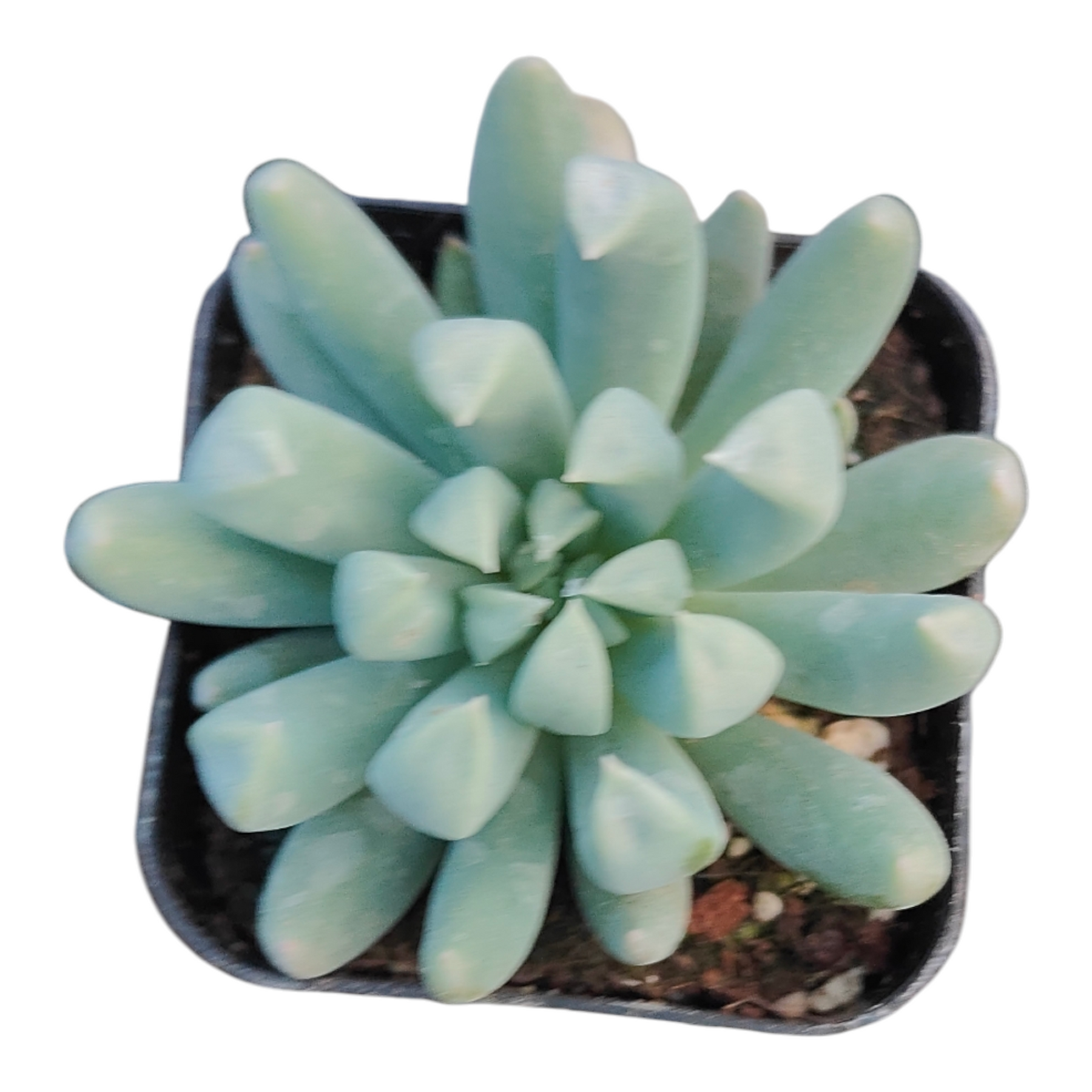 definition for succulent Echeveria Pink Zaragosa 2 Inch