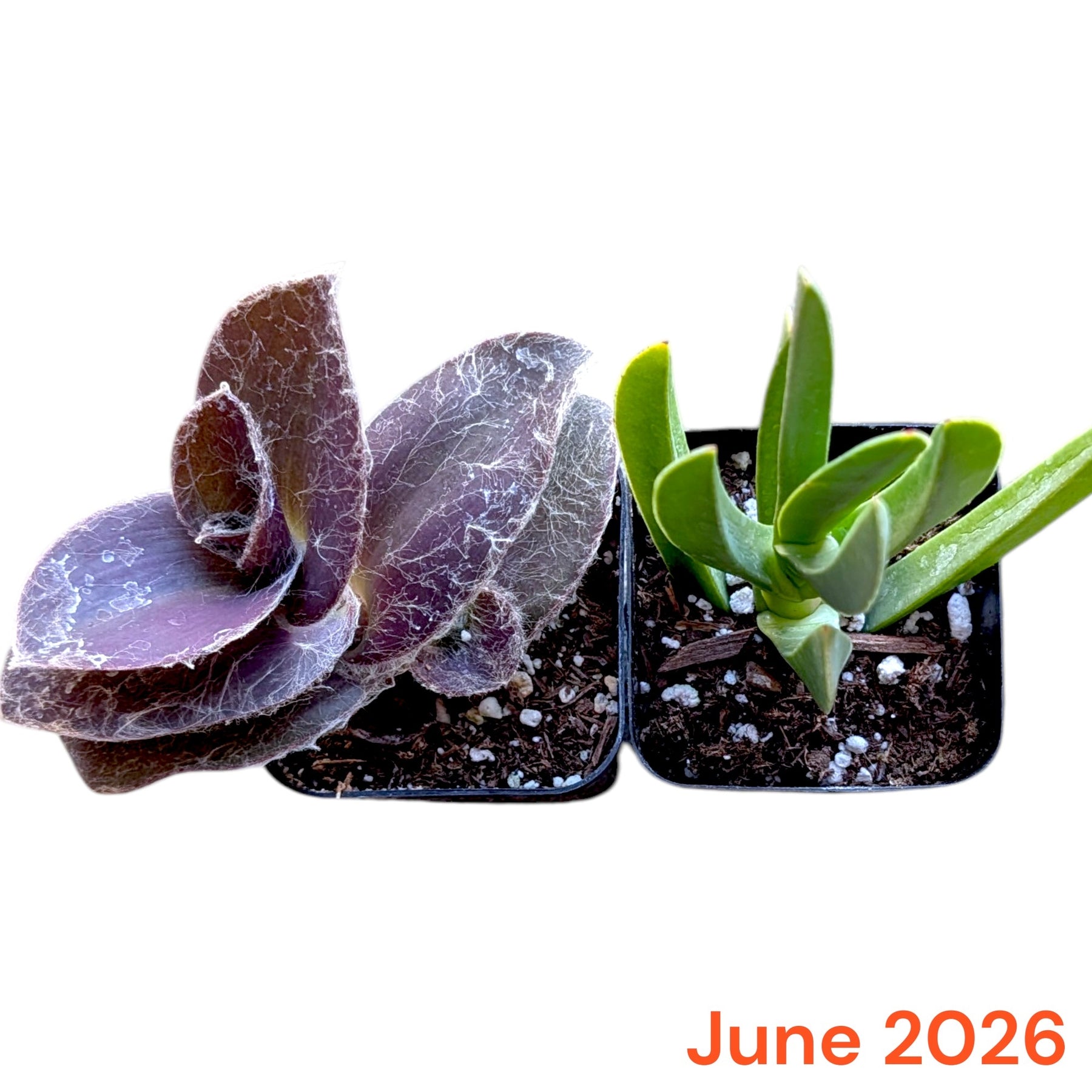 mycoplasma succulents Monthly Subscription Box
