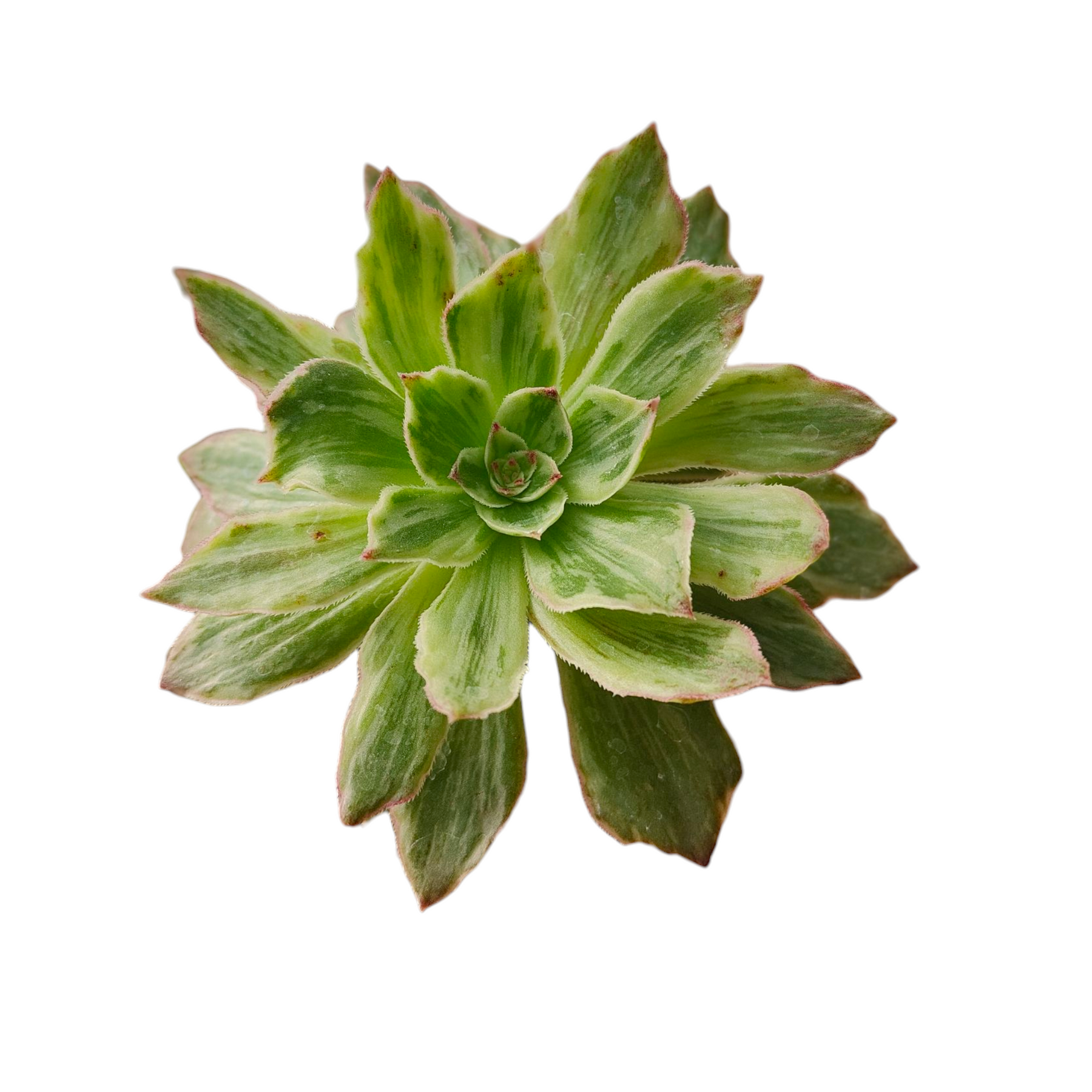 Aeonium Silk Variegata