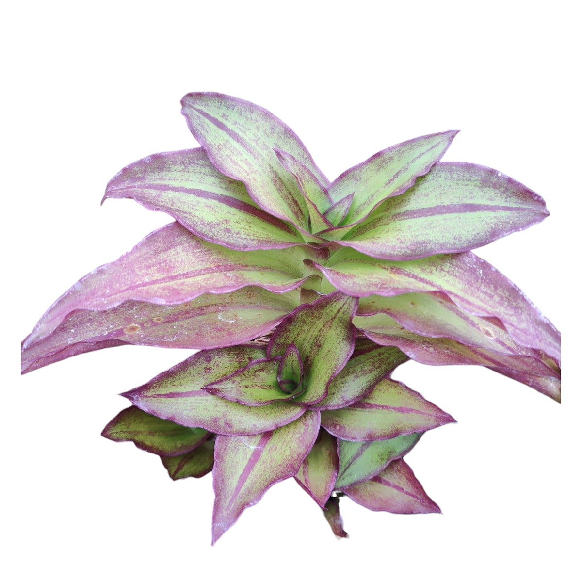 Callisia repens "Pink Panther" Miniature Wandering Dude