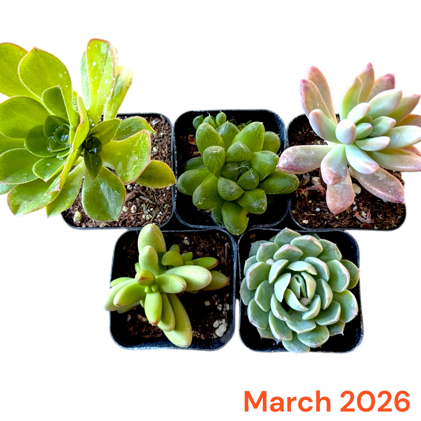 Monthly Subscription Box: Five unique potted succulents arrangement.