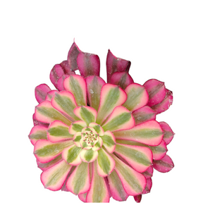 Aeonium Garnet Red Copper Yellow Brocade Succulent Plant