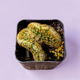 Mammillaria elongata cristata 'Brain Cactus'