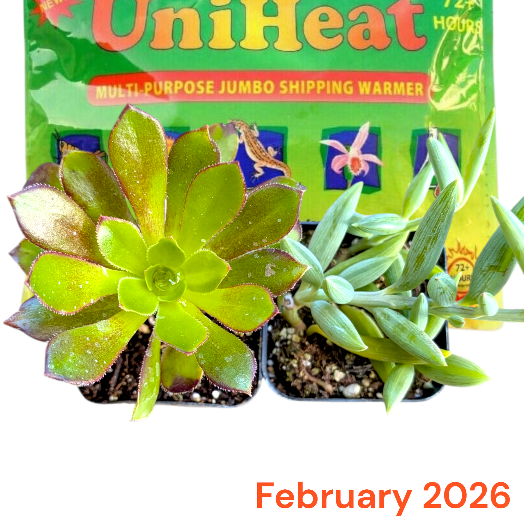 Monthly Subscription Box - Succulents Depot