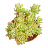 Echeveria Candy