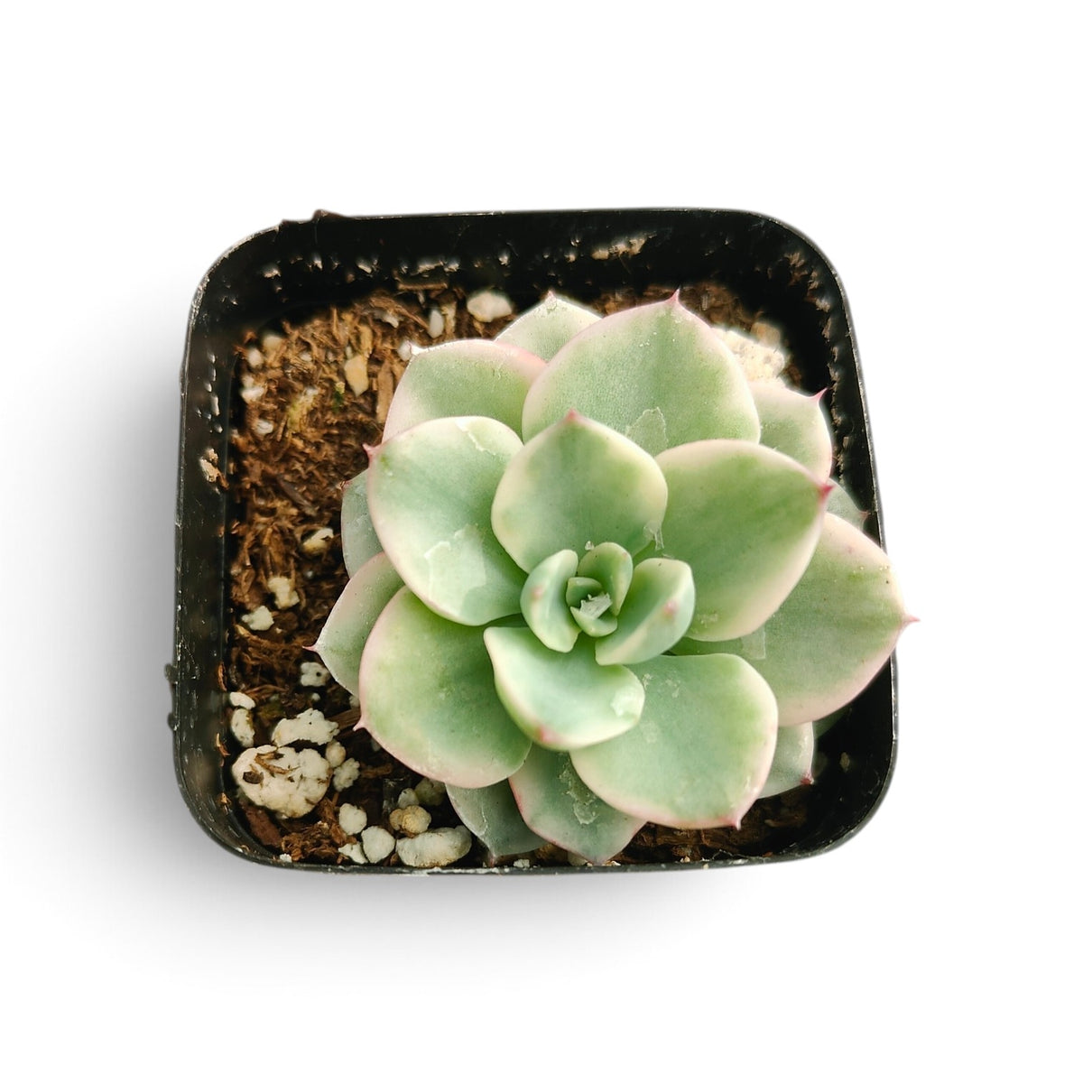 Echeveria 'Atlantis' variegata