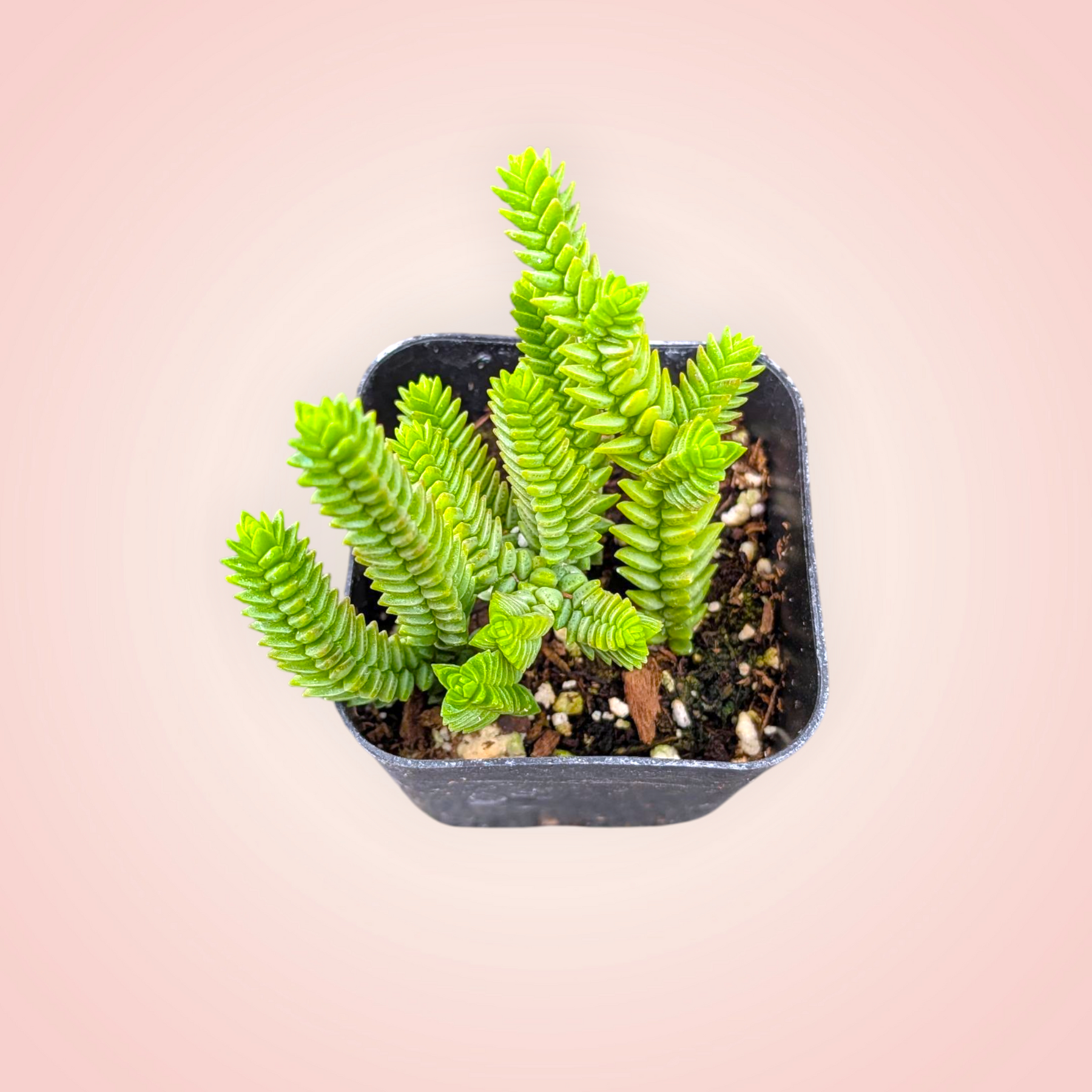 giant watch chain succulent care Crassula imperialis 'Giant Watch Chain' 2 Inch