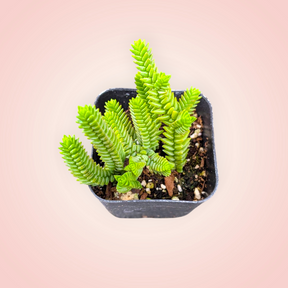 Crassula imperialis 'Giant Watch Chain'