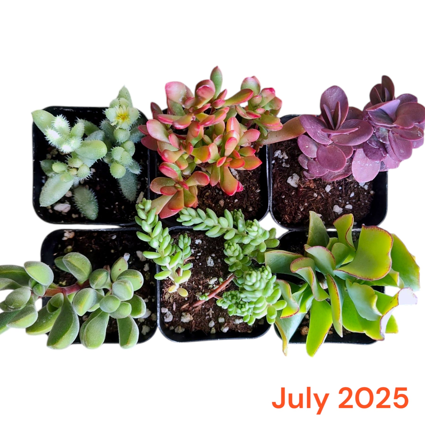 unique succulents for sale Subscription Box Plants List