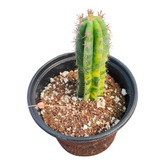 Trichocereus Pachanoi San Pedro Cactus Variegata in nursery pot.