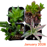 Monthly Subscription Box