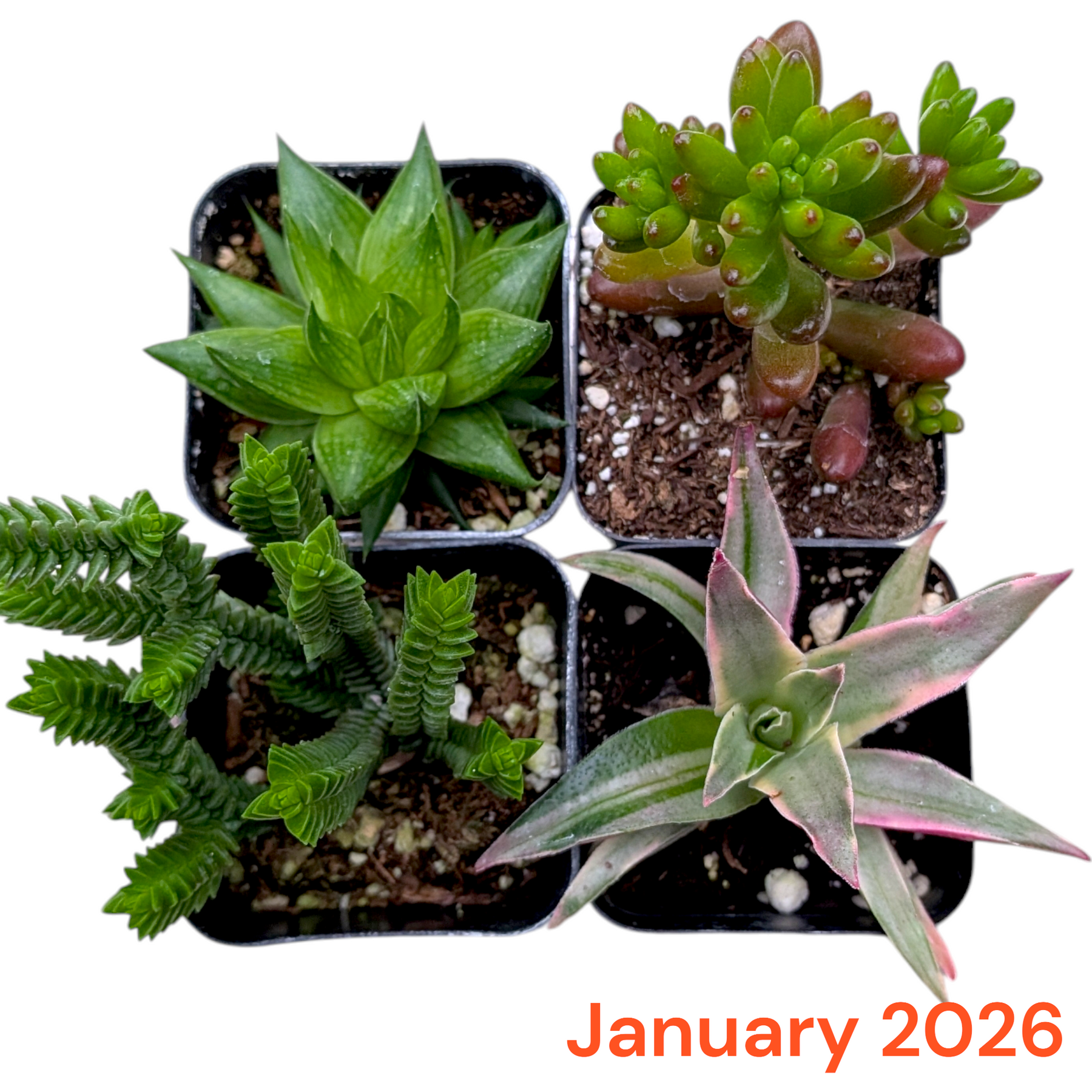 Monthly Subscription Box