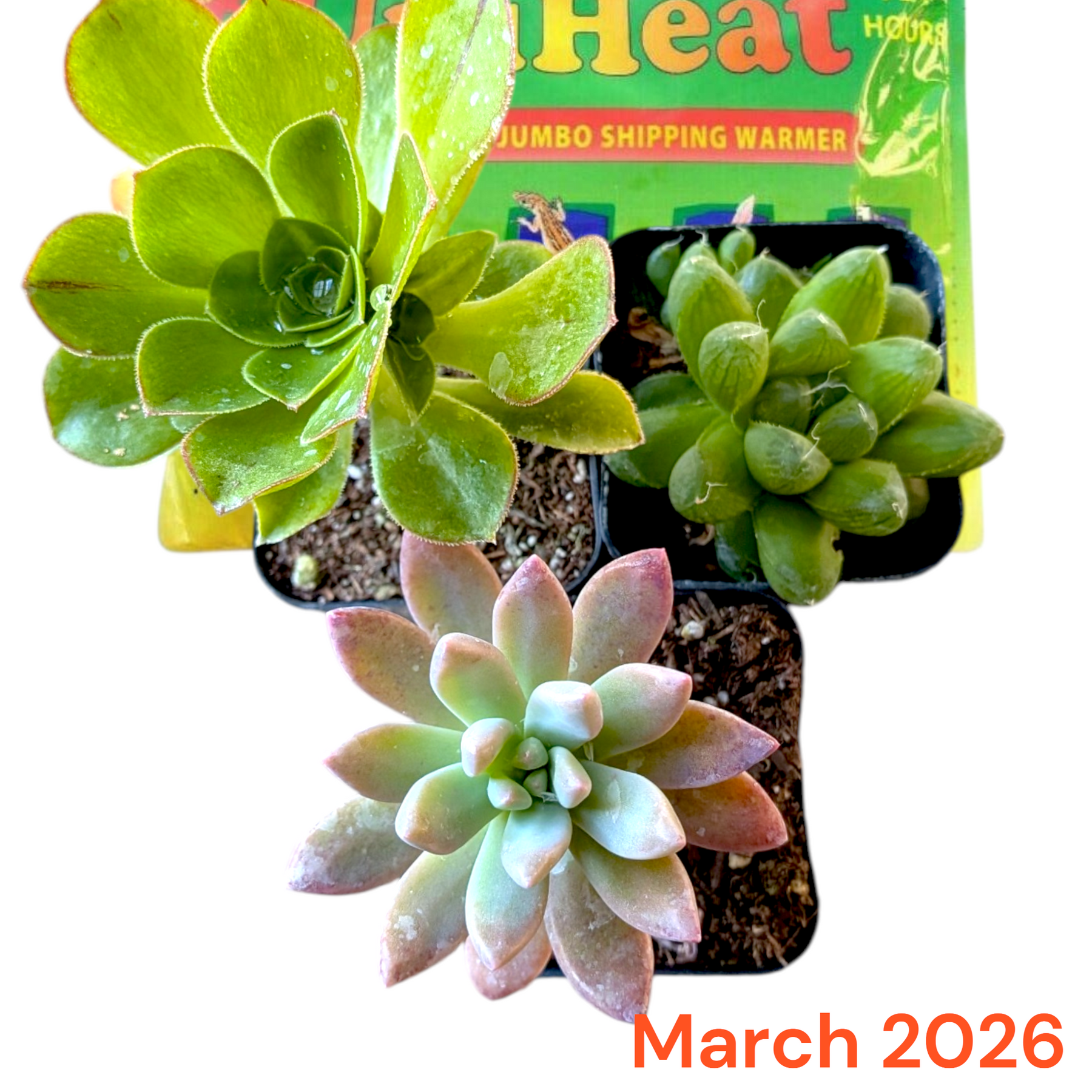 Monthly Subscription Box with three potted succulents on heat-pack.