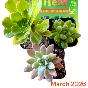 Monthly Subscription Box with three potted succulents on heat-pack.