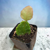 Rhipsalis pachyptera