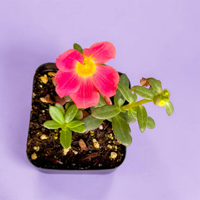 Portulaca oleracea - Little Hogweed