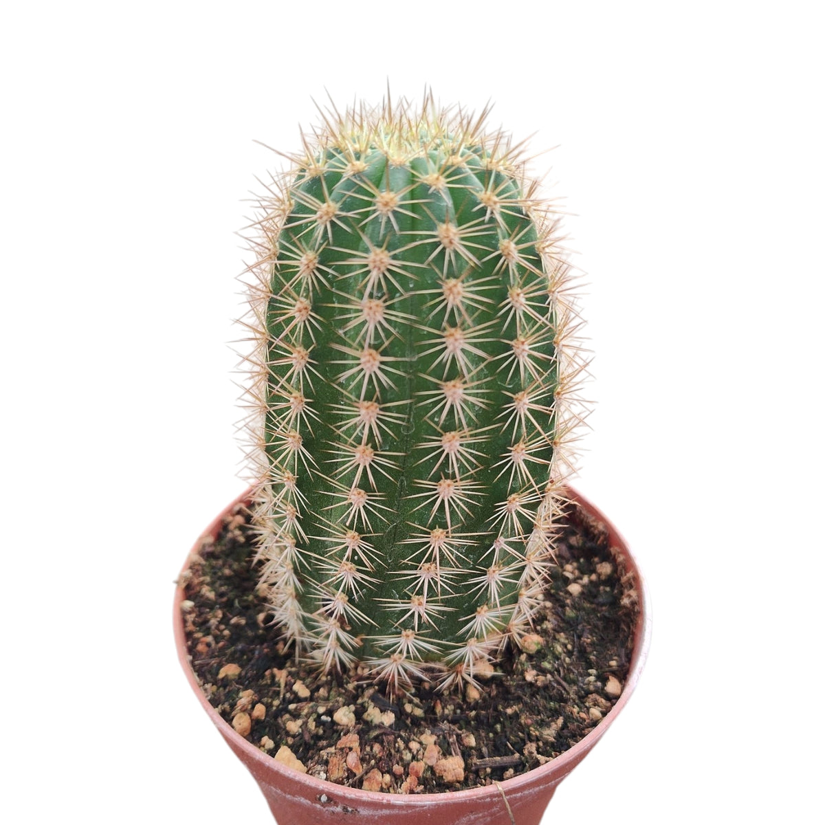 Soehrensia x Trichocereus 'Orange California'