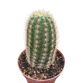 Soehrensia x Trichocereus 'Orange California'