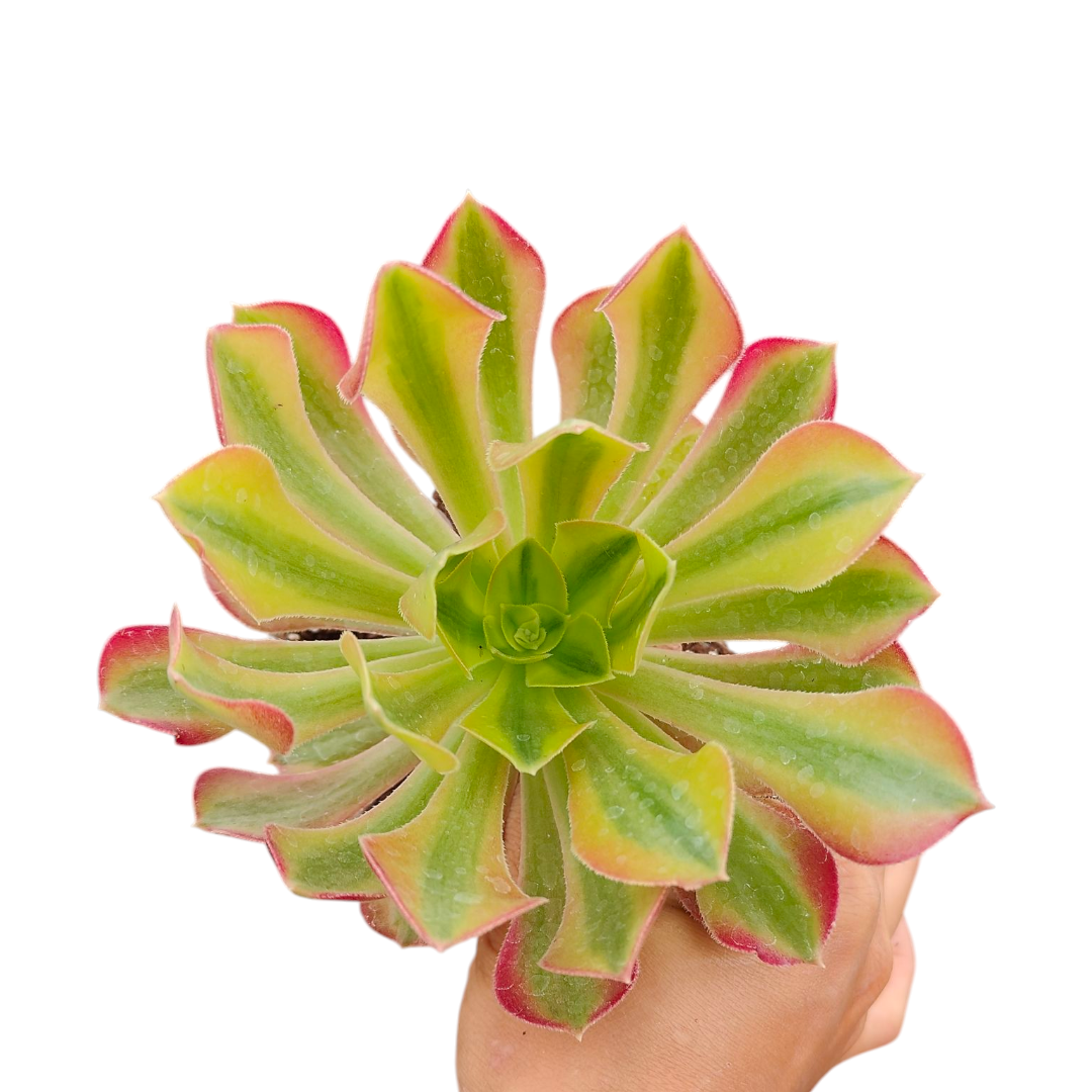 Aeonium Milky White