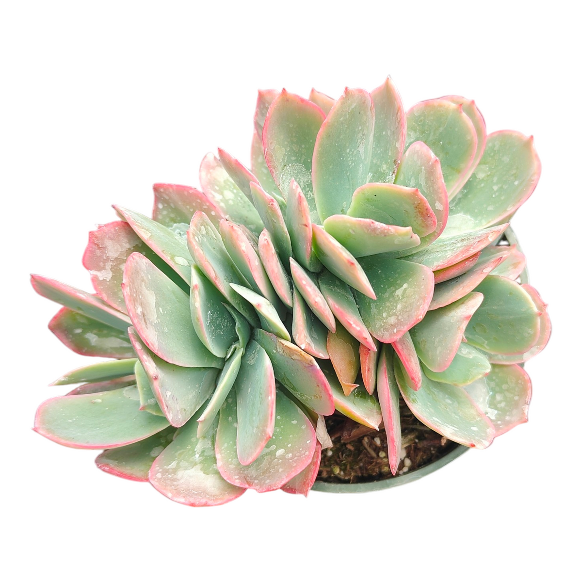 Echeveria White Rose Crest succulent with pink-tinged leaves in pot.