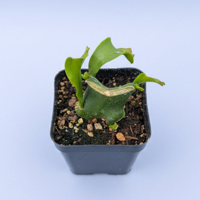 Epiphyllum Curly Locks Orchid Cactus in 2″ nursery pot.