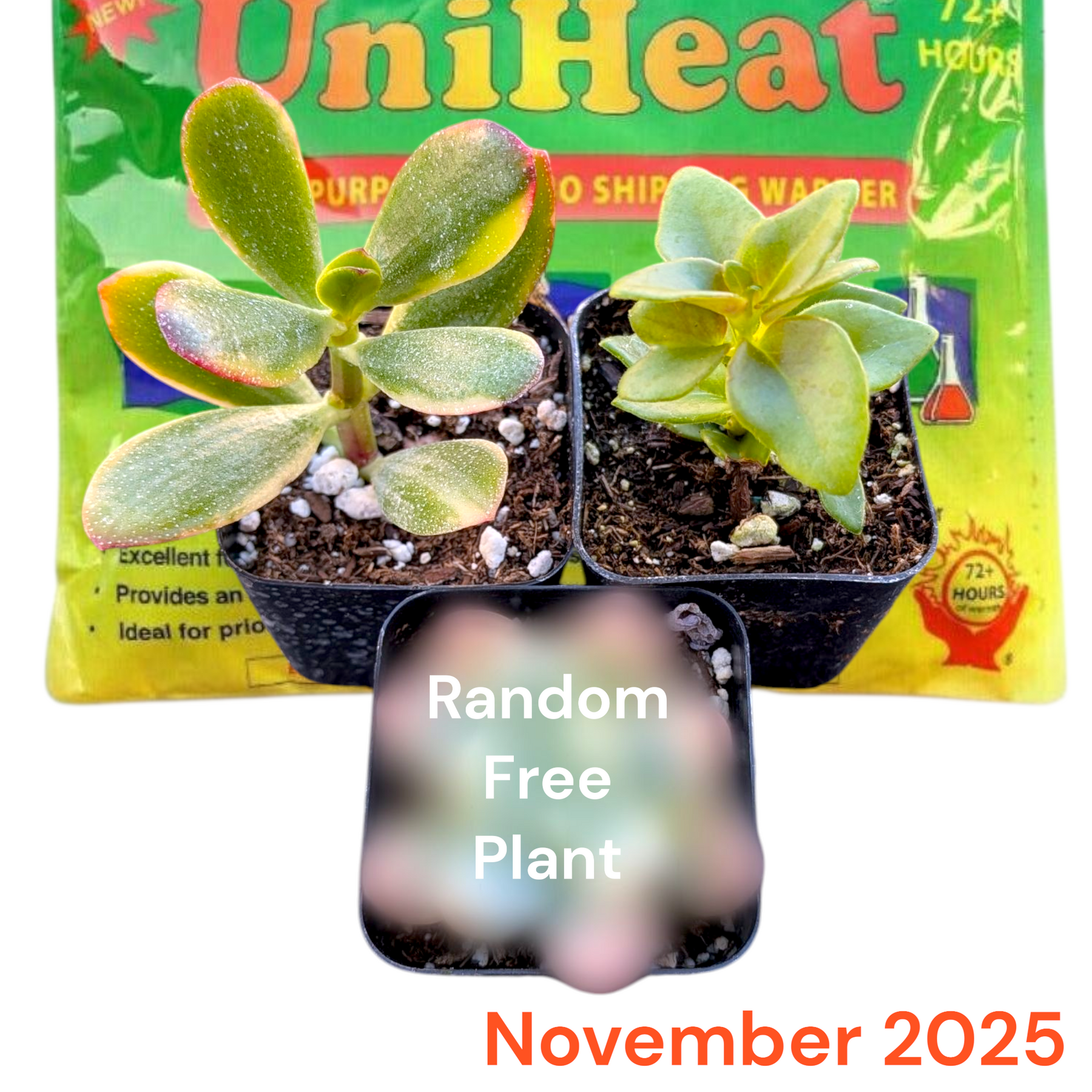 Monthly Subscription Box