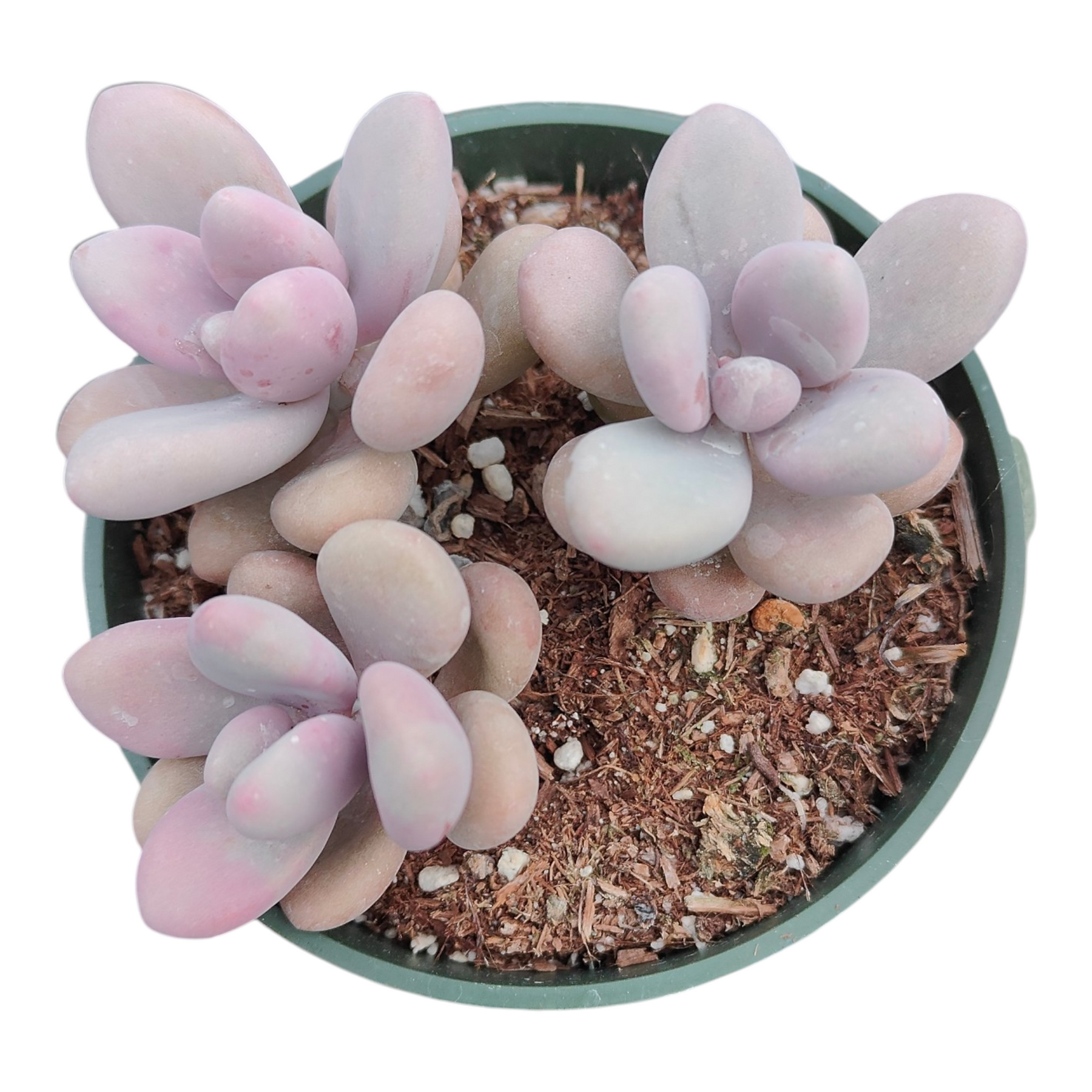 succulents in pebbles Graptopetalum amethystinum