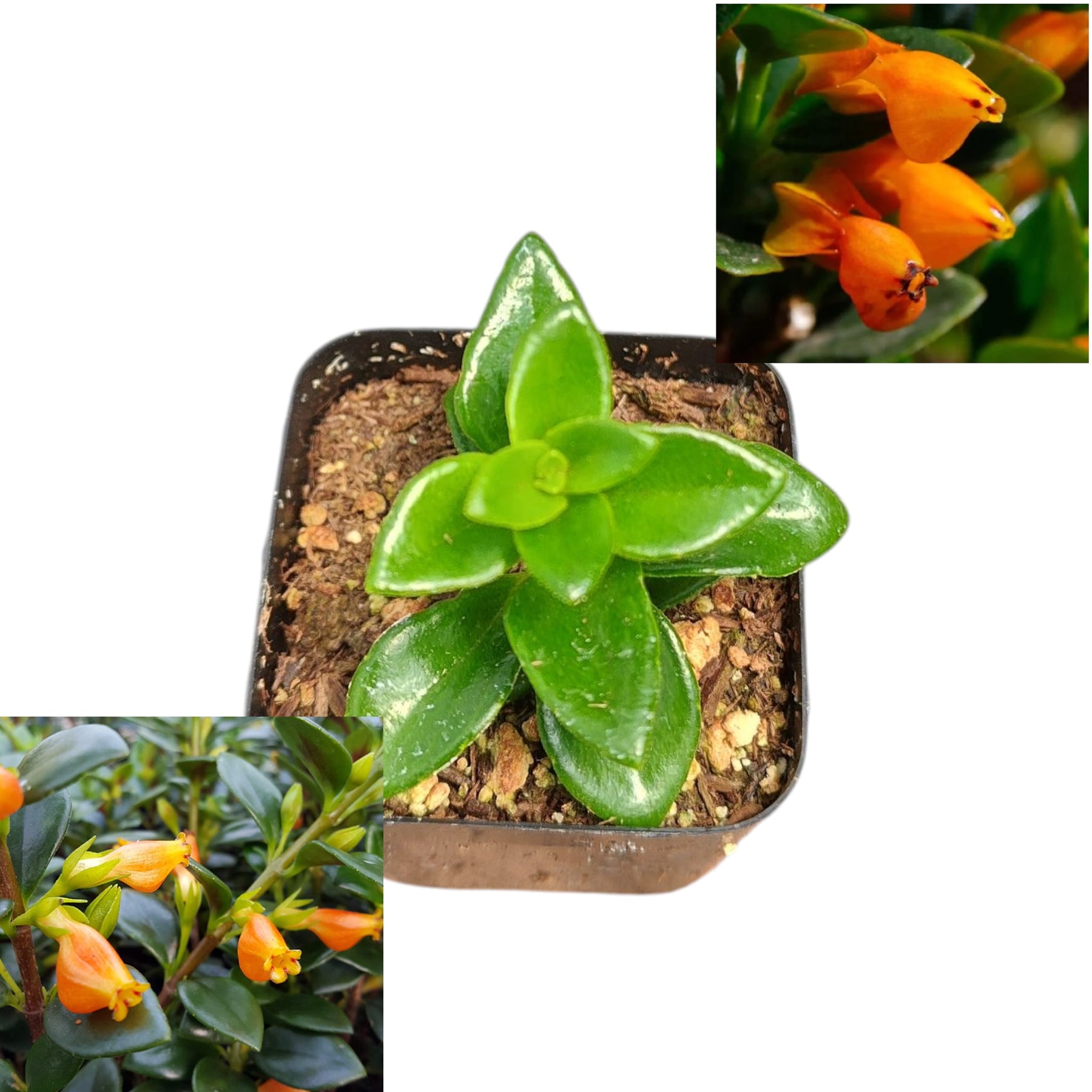 Nematanthus gregarius 'Goldfish Plant'