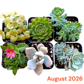 August 2026 subscription selection showing six potted plants with varied leaf shapes and a pink flower.