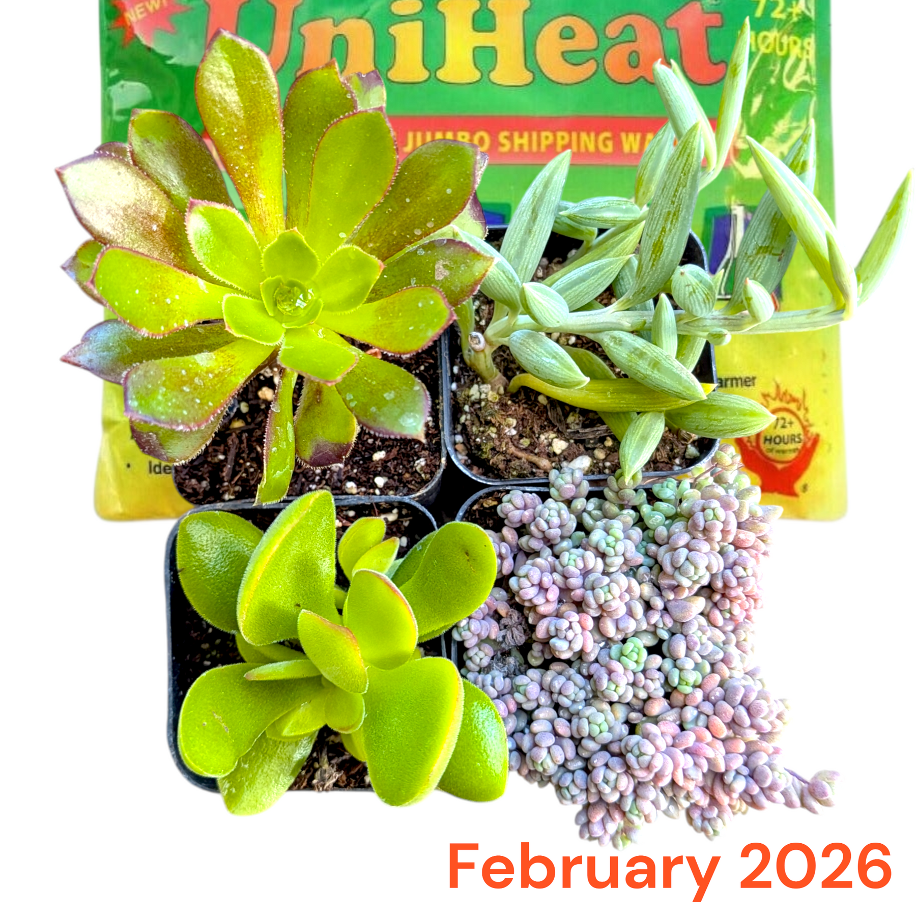 Monthly Subscription Box - Succulents Depot