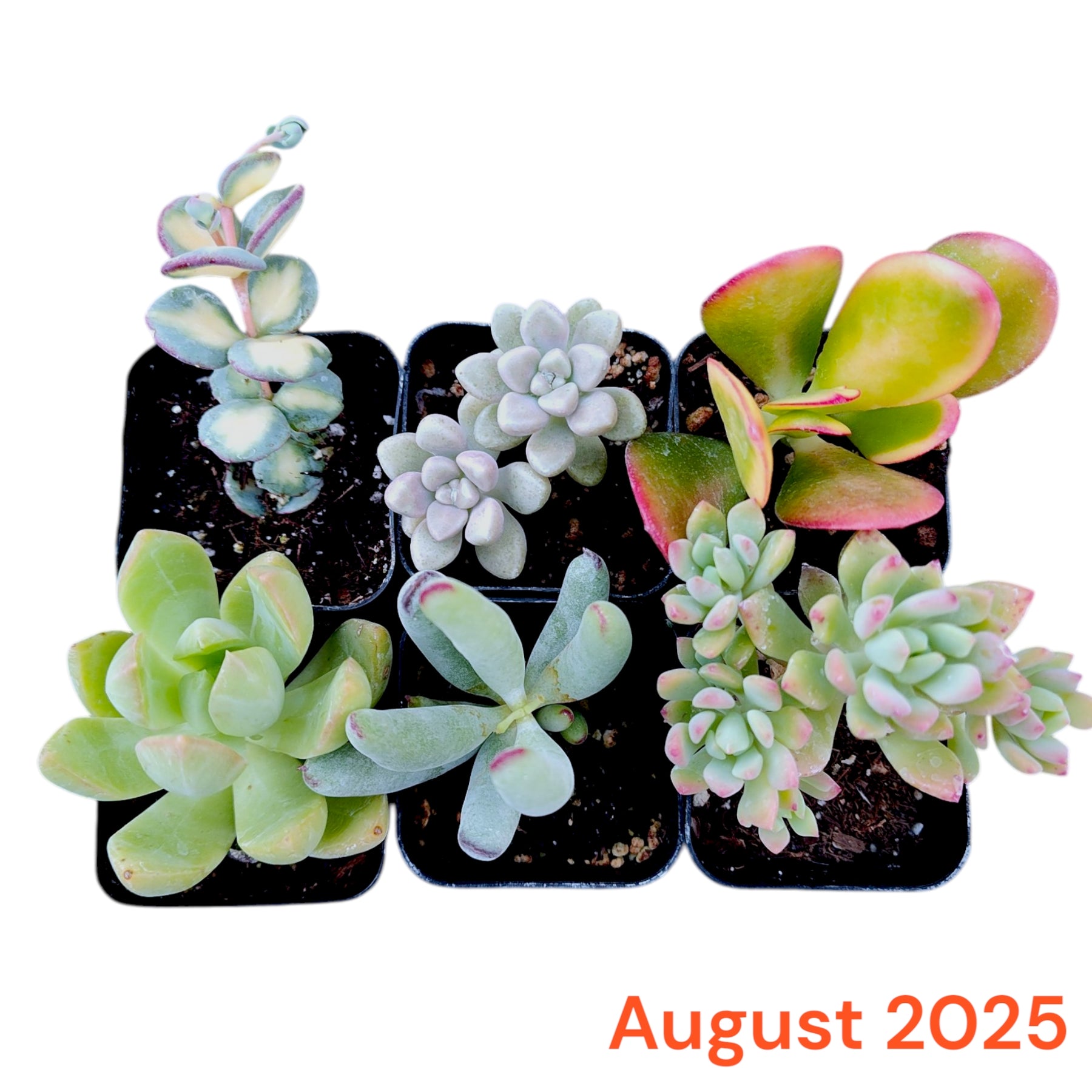 succulent plant monthly subscription Monthly Subscription Box