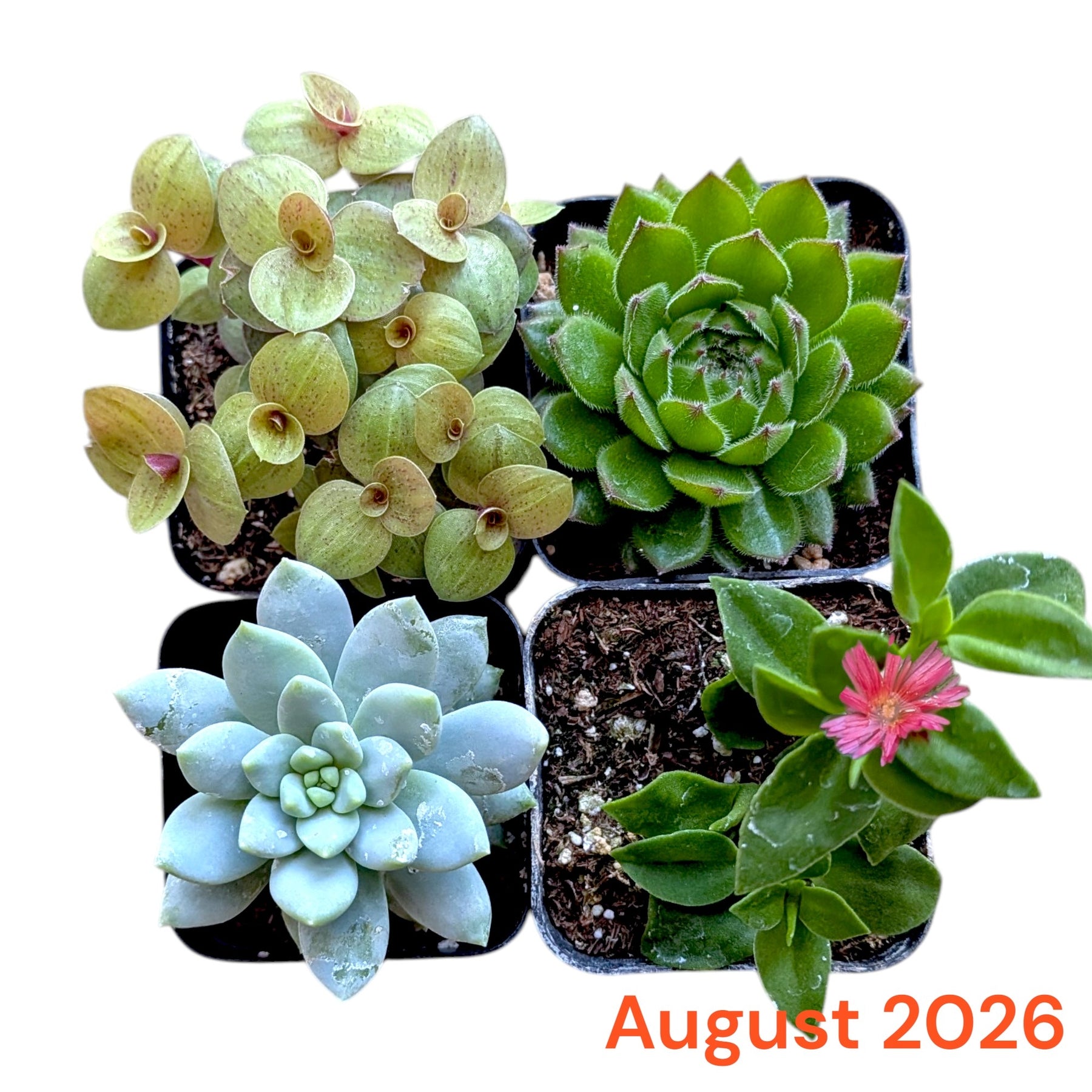 Monthly Subscription Box